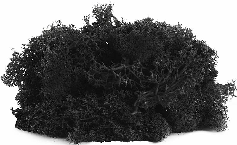 Reindeer Moss 10lb box