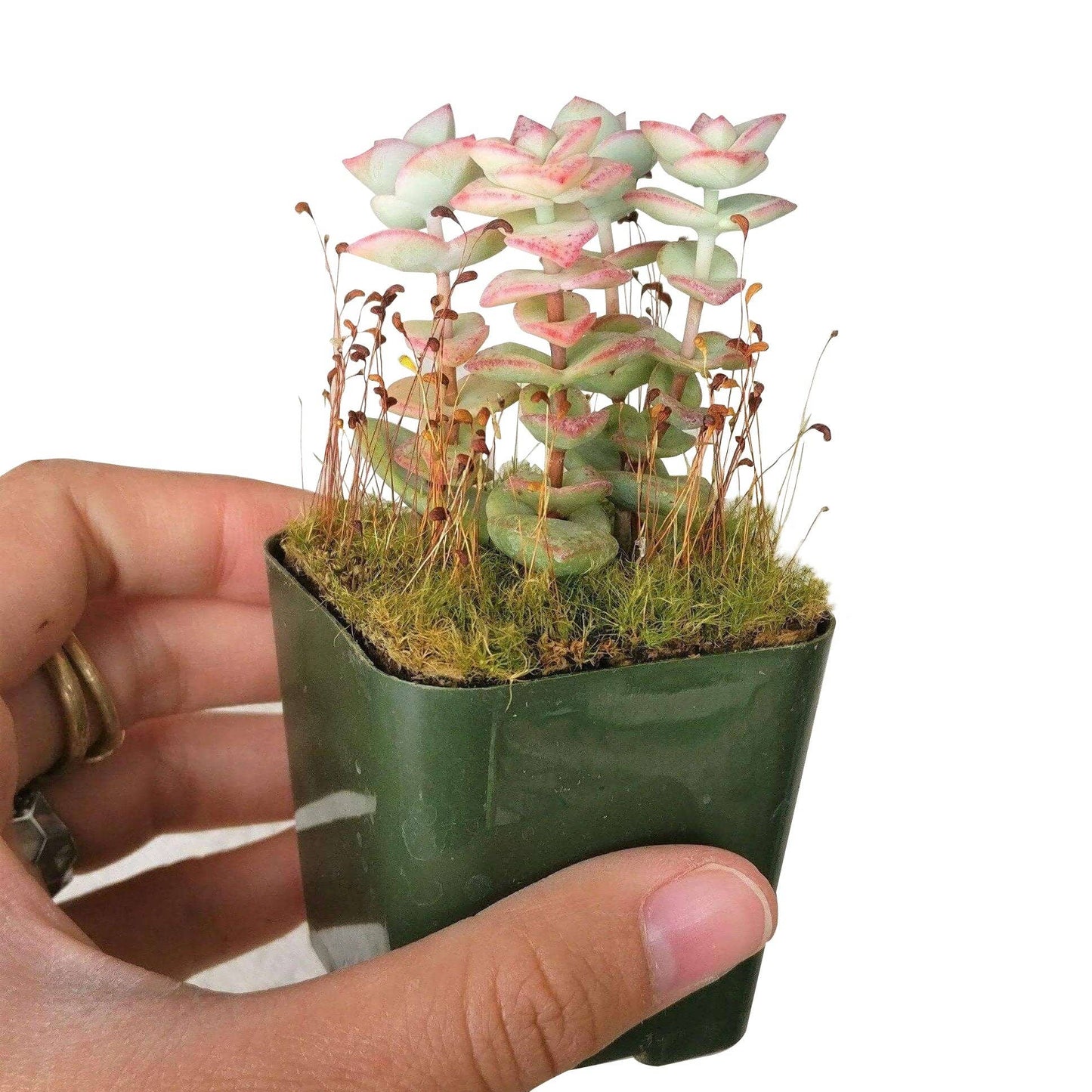 Crassula Tom Thumb Perforata - Live Succulents Plant 2/4in