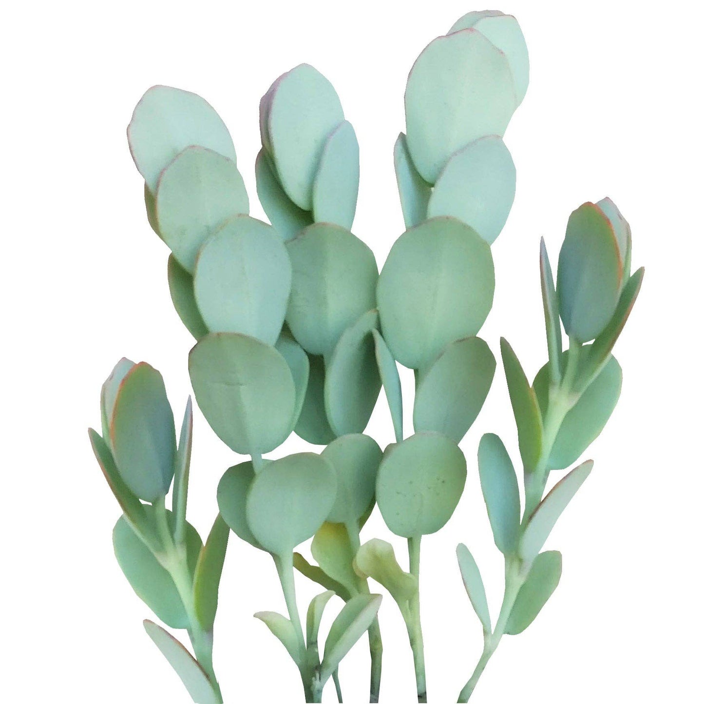 Kalanchoe Panamensis Kalanchoe Marnieriana 4in Succulent
