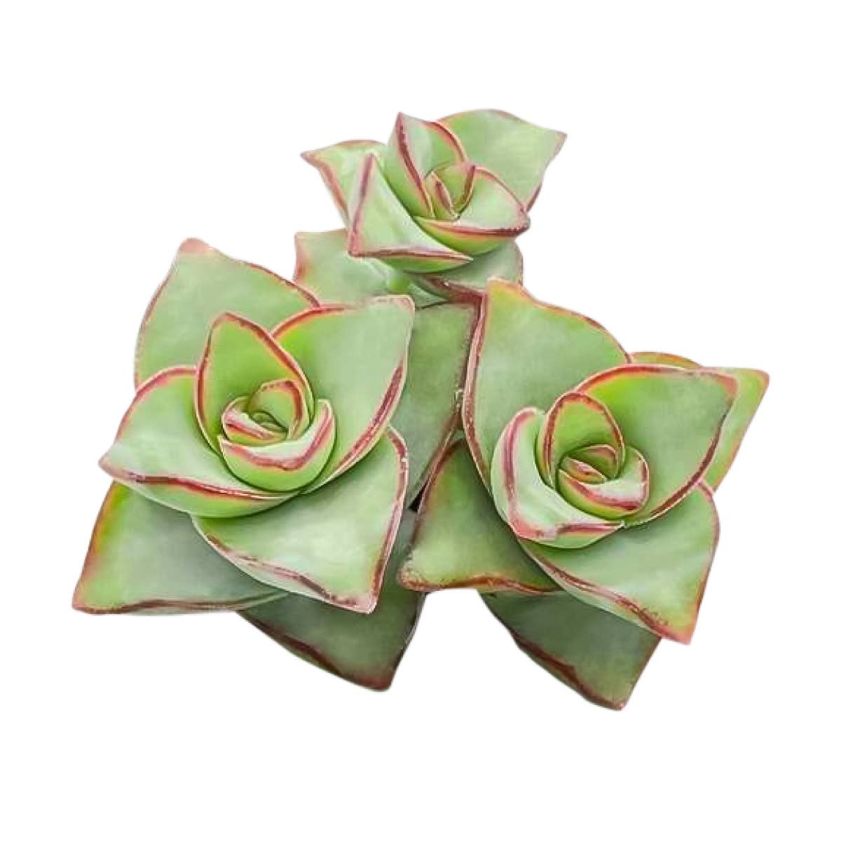 String of Buttons - Live Indoor Succulent in 2in/4in Pot