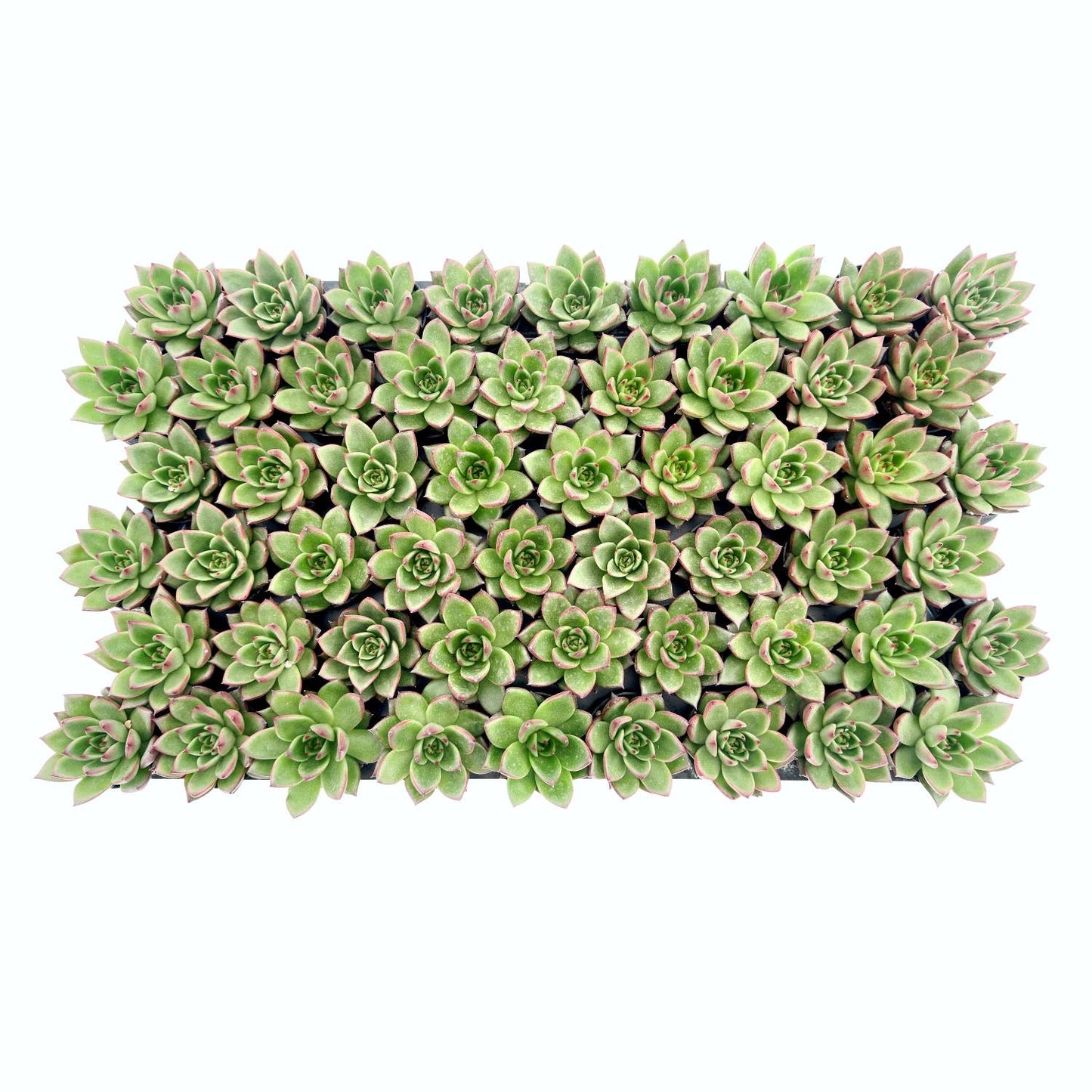 Echeveria Agavoides Wild Horse Bulk 54pcs Tray - 2in Pot