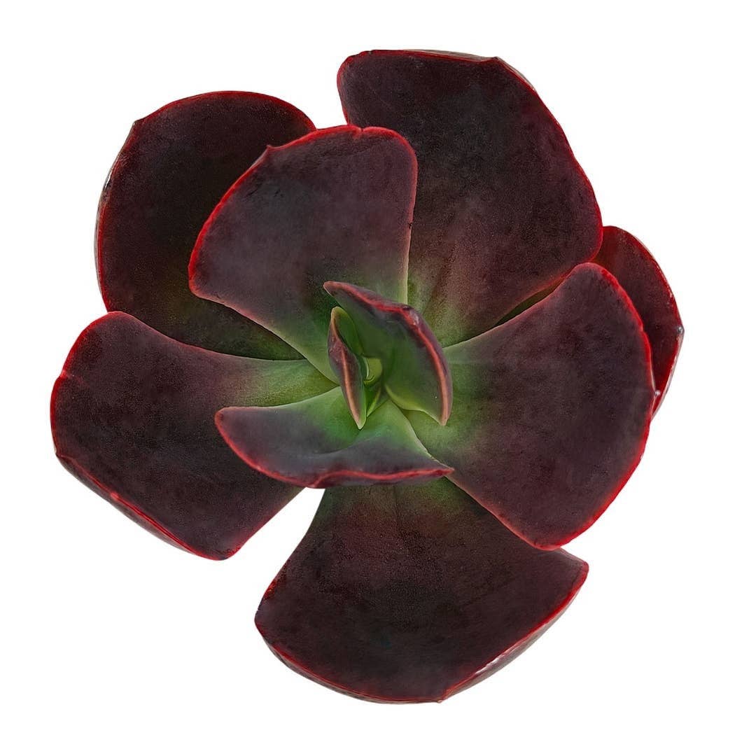 Echeveria Hanaikada 2" Chocolate Rosette Succulent Live