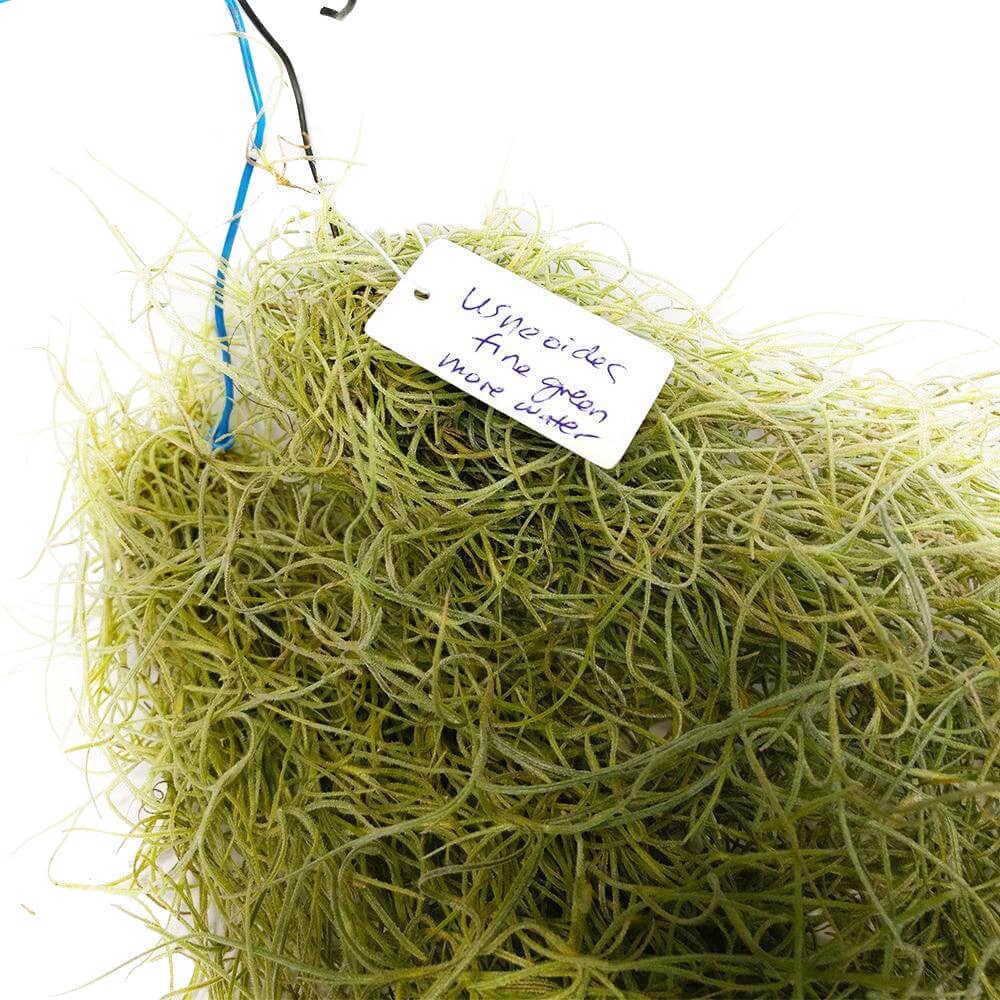 Spanish Moss Usneoides Air Plant, Fairy's Hair Live Plant