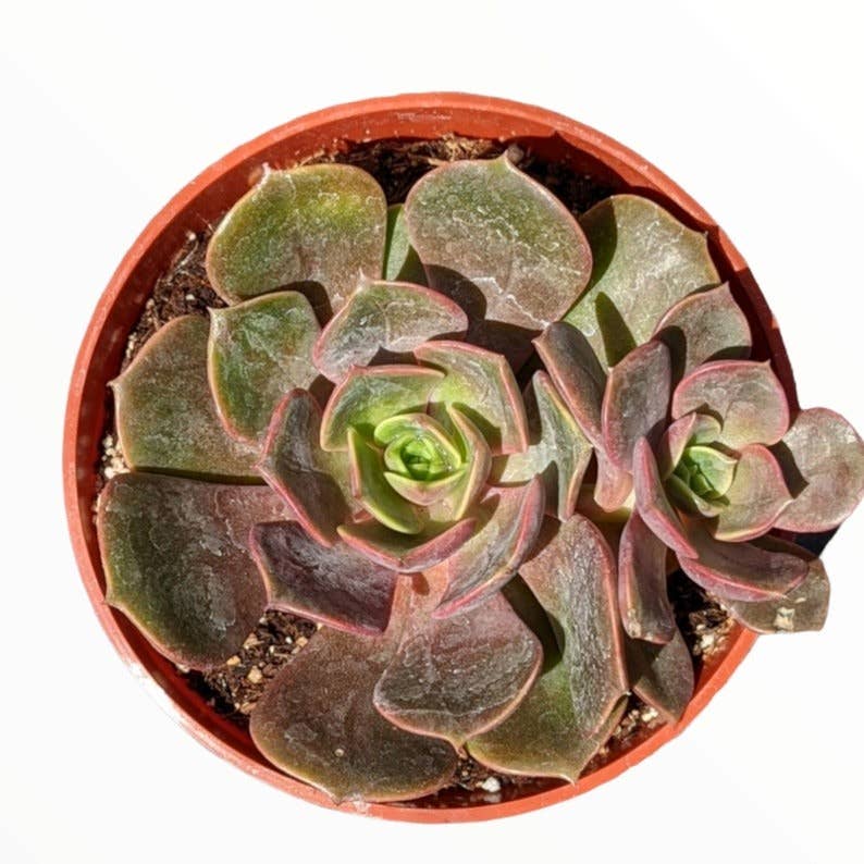 Echeveria Vampire Red Ball Succulent 2" Grower Pot