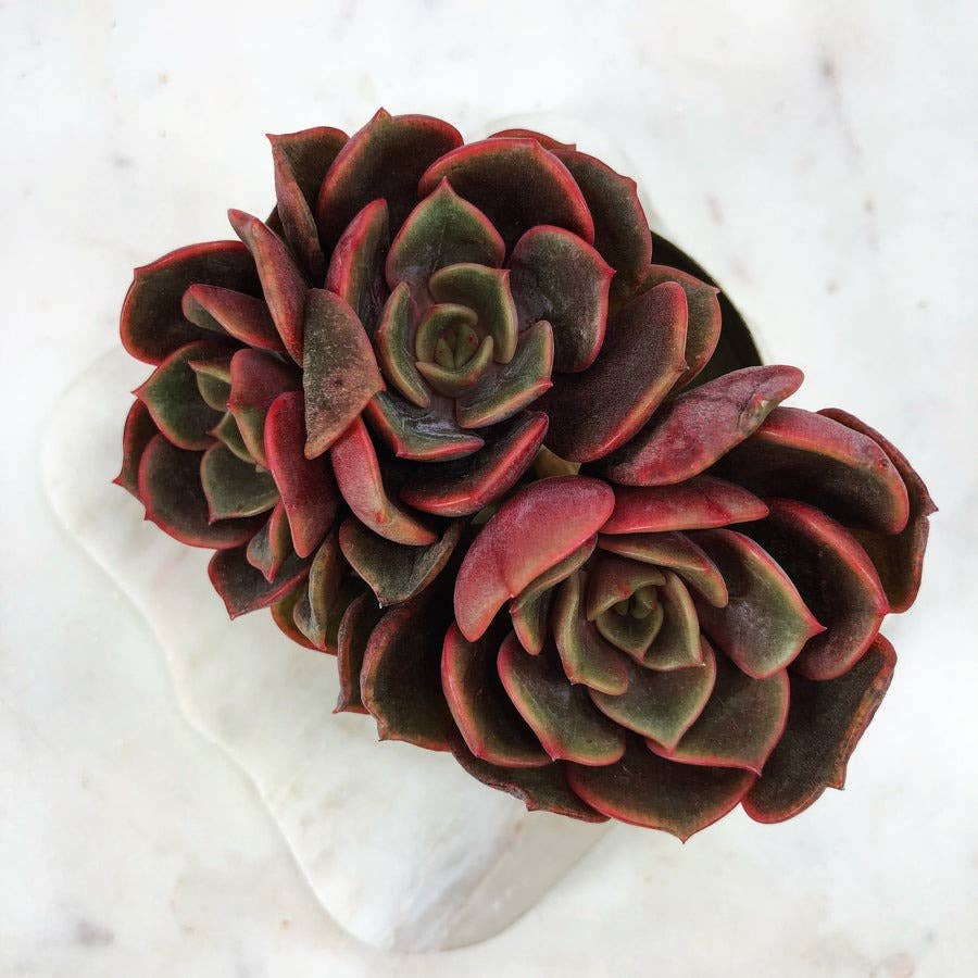 Echeveria Vampire Red Ball Succulent 2" Grower Pot