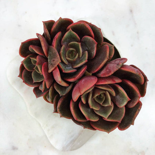 Echeveria Vampire Red Ball Succulent 2" Grower Pot