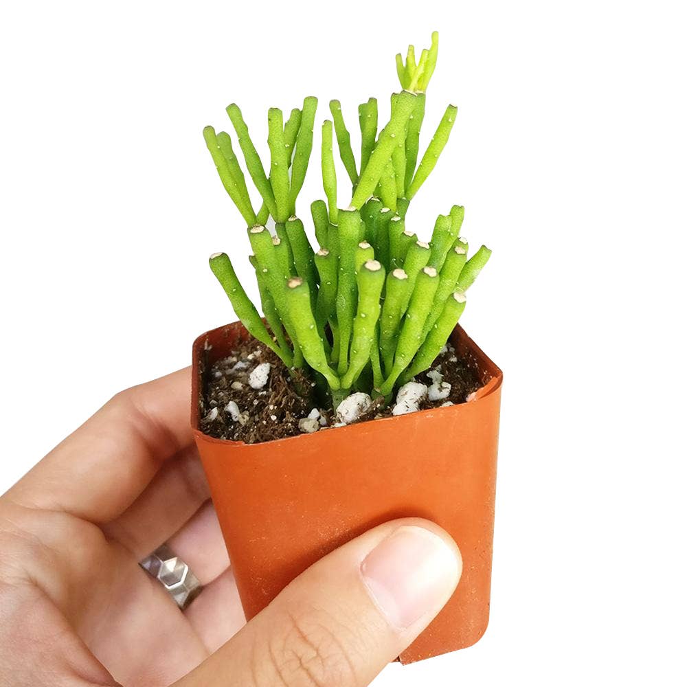 Dancing Bones Hatiora Salicornioides 2in/4in -Live Succulent: 2 inch / Plastic Pot