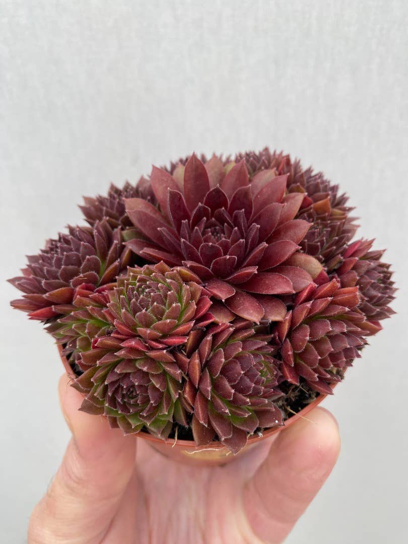 Sempervivum Colorockz 'Coral Red' Succulent 2in Pot