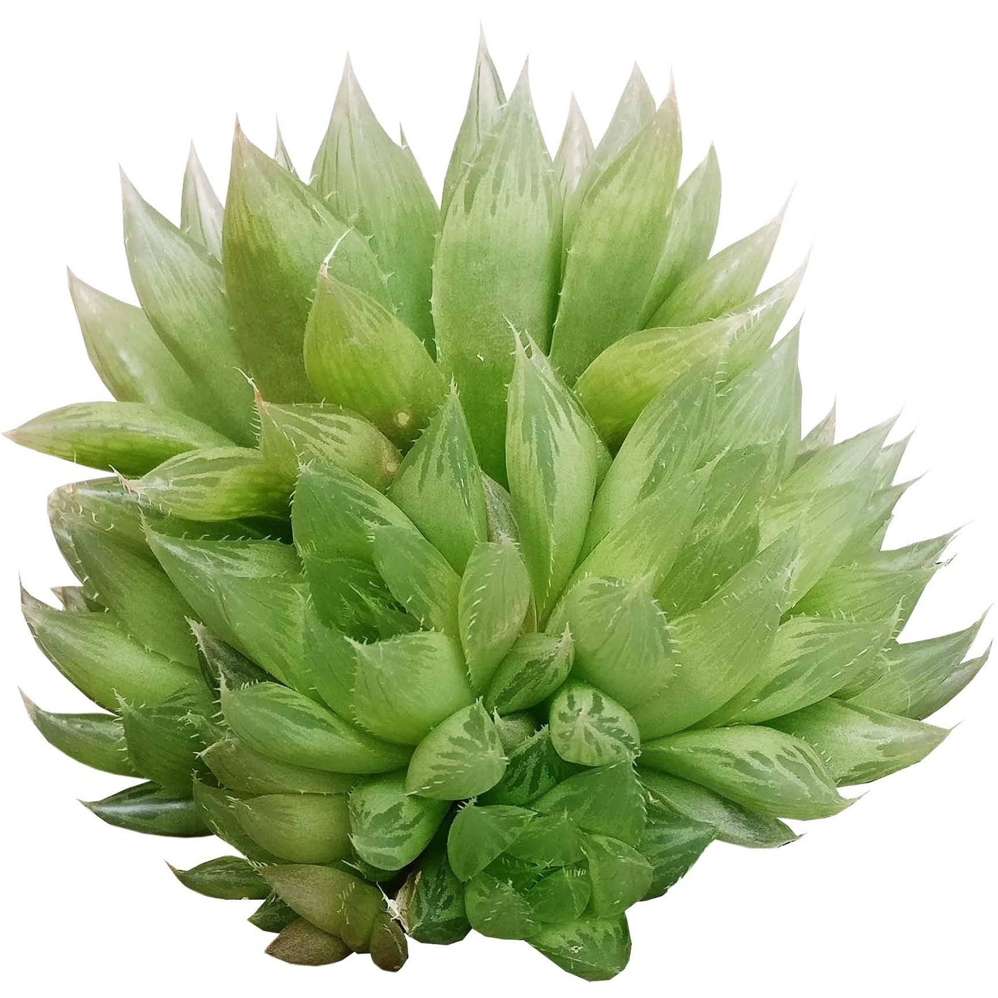 Haworthia Cooperi - Live Succulents Plant 2/3/4 inch Pot