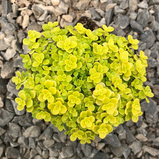 Sedum 'Ogon' 2" Grower Pot - Golden Japanese Stonecrop