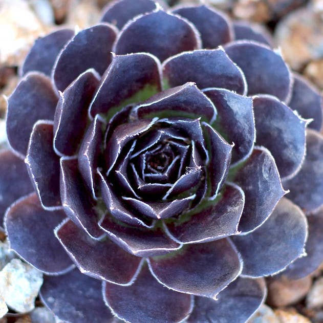 Sempervivum heuffelii 'Mystique' – 2-Inch Grower Pot