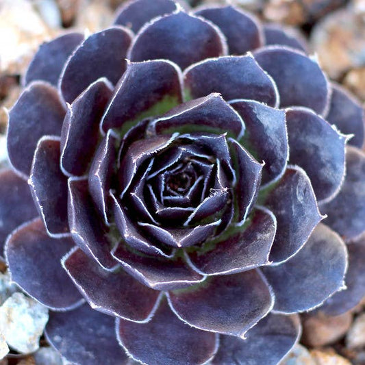 Sempervivum heuffelii 'Mystique' – 2-Inch Grower Pot