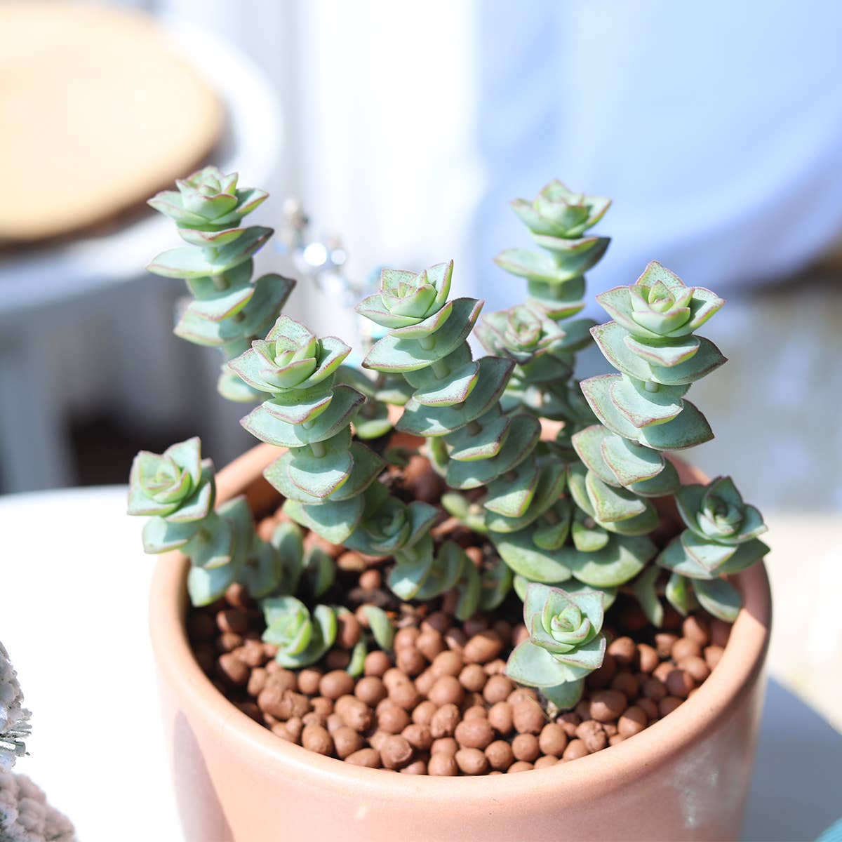 String of Buttons - Live Indoor Succulent in 2in/4in Pot