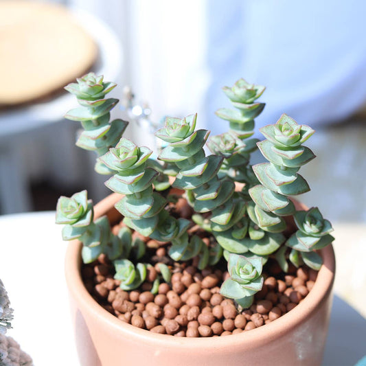 String of Buttons - Live Indoor Succulent in 2in/4in Pot