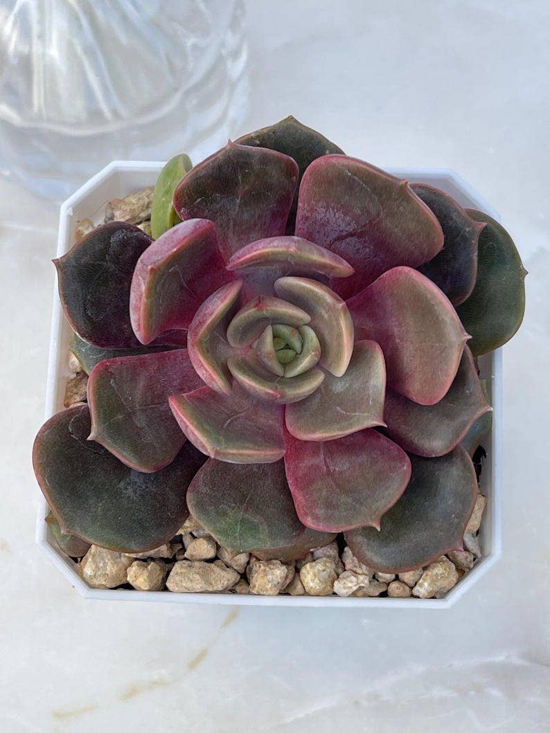Echeveria Vampire Red Ball Succulent 2" Grower Pot