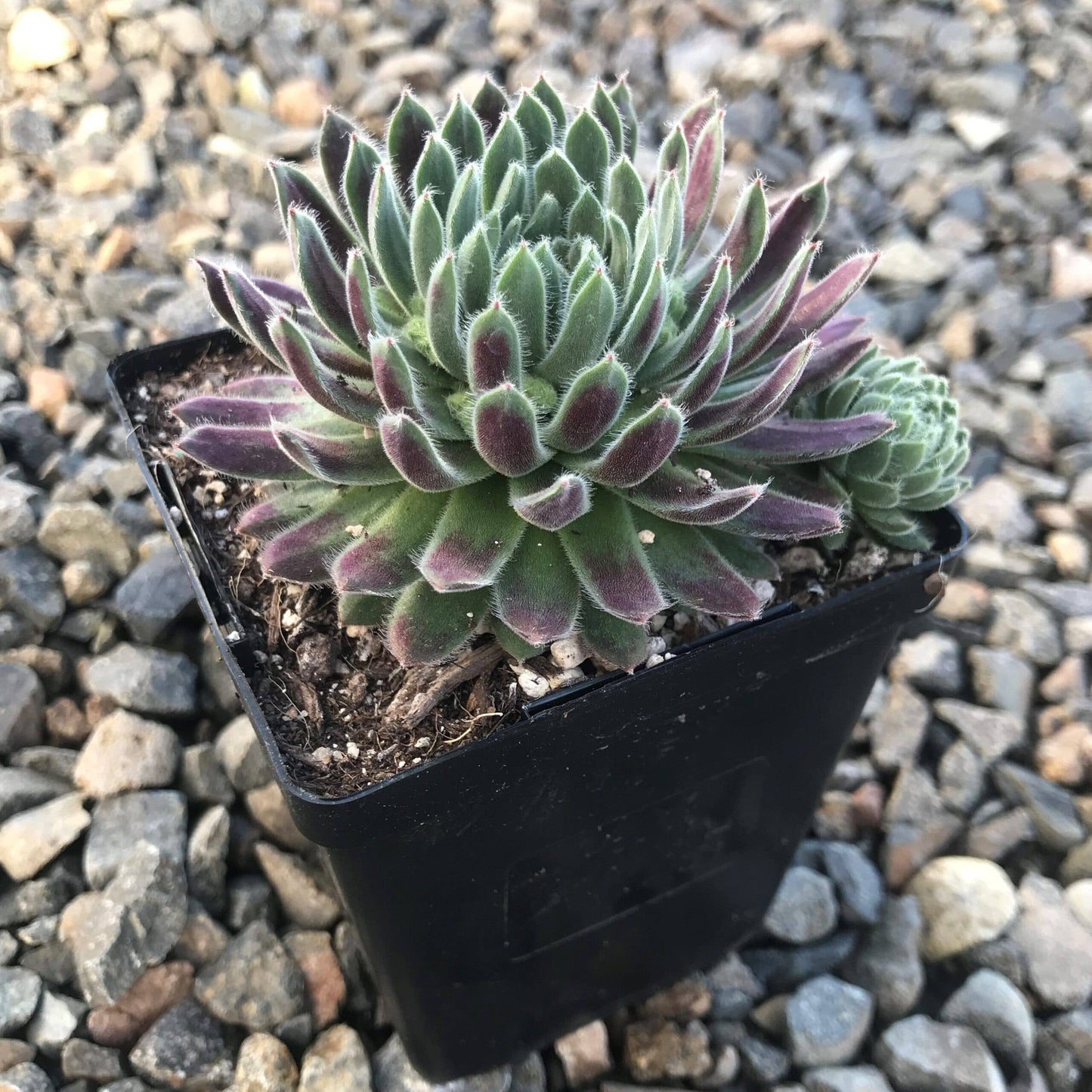 Sempervivum 'Averil' Succulent 2in Grower Pot