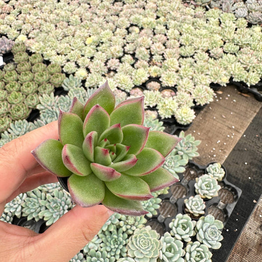 Echeveria Agavoides Wild Horse Bulk 54pcs Tray - 2in Pot