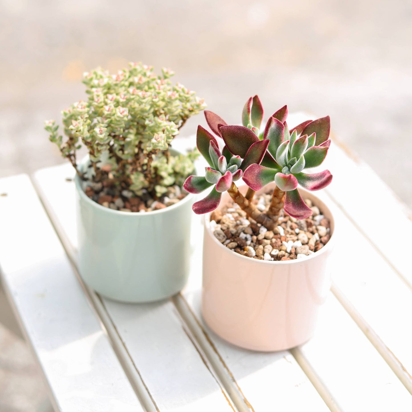 Echeveria Harmsii Ruby Slipper - Live Succulents 2/4 inch: 2 inch / Plastic Pot