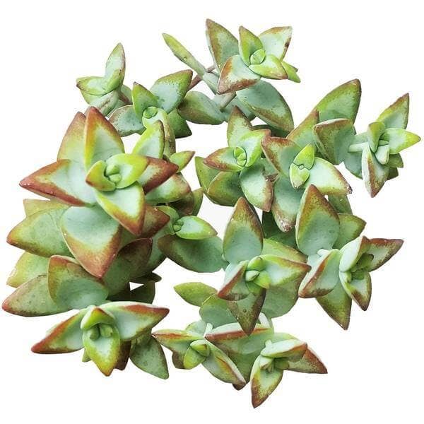 Crassula Rupetris High Voltage - Live 2in/4in Succulent