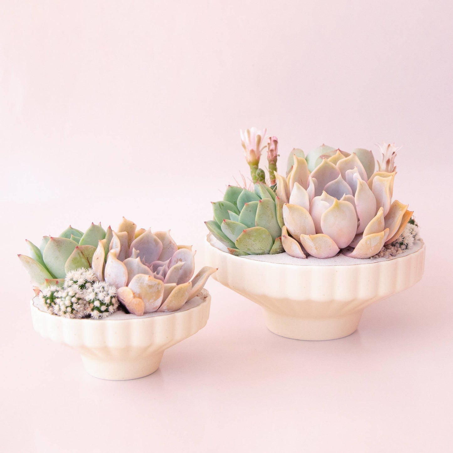 Delphine Low Bowl | Vintage White Speckle