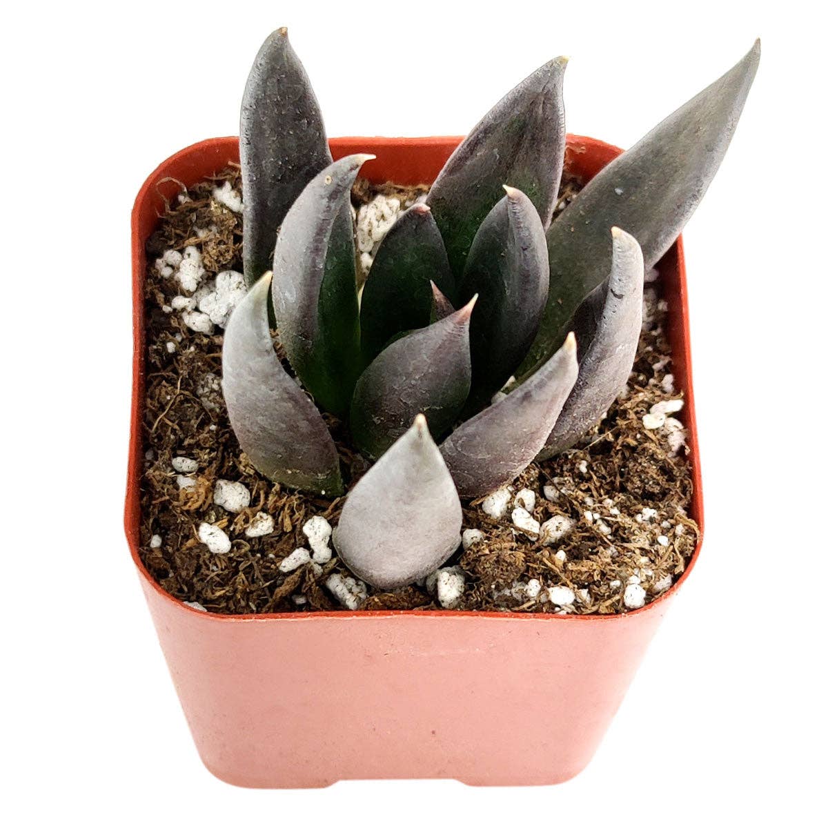 Echeveria Black Knight, New Black 2/4" Plastic Pot