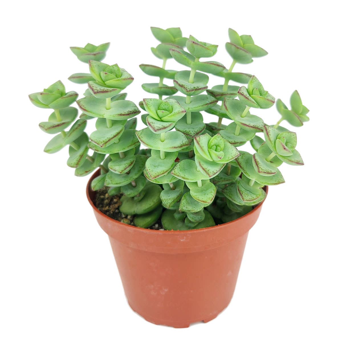 String of Buttons - Live Indoor Succulent in 2in/4in Pot