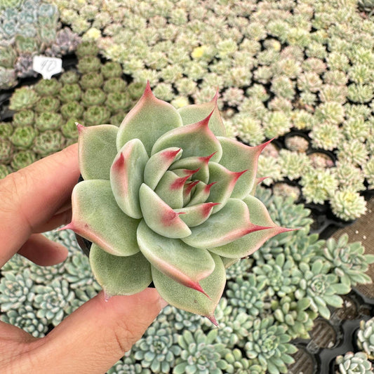 Echeveria Toscannelly Bulk 54pcs Tray - 2in Pot