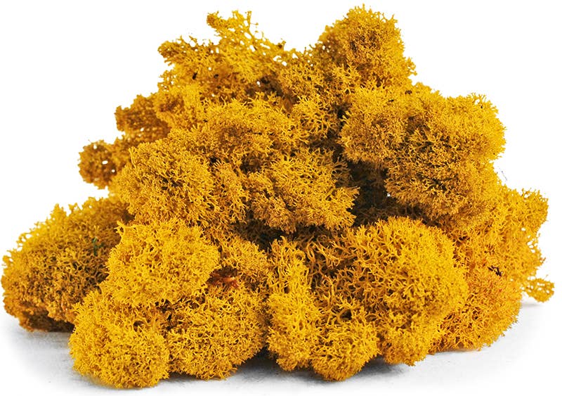 Reindeer Moss 10lb box