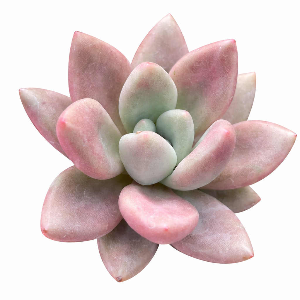Graptoveria 'Pink Donna' Rosette Succulent 2" Plastic Pot