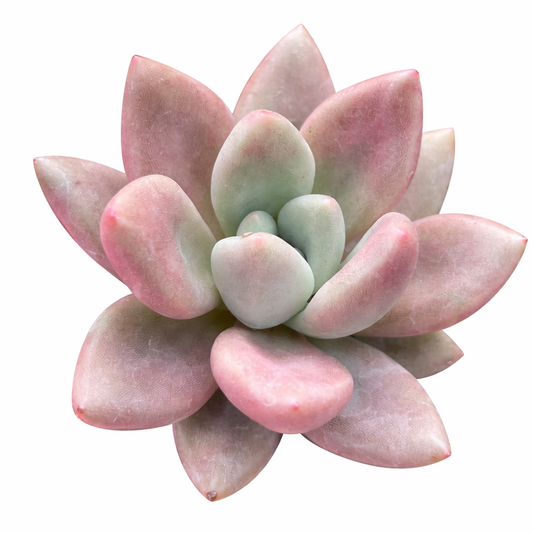 Graptoveria 'Pink Donna' Rosette Succulent 2" Plastic Pot