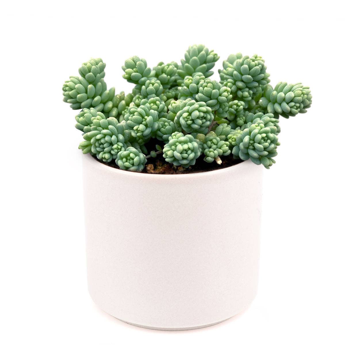 Sedum Major  - Live Succulents Plant 2/4 inch Grower Pot