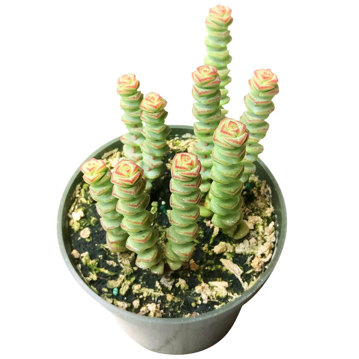 Crassula Baby Necklace - Live Succulents Plant 2/4 inch Pot: 2 inch / Plastic Pot