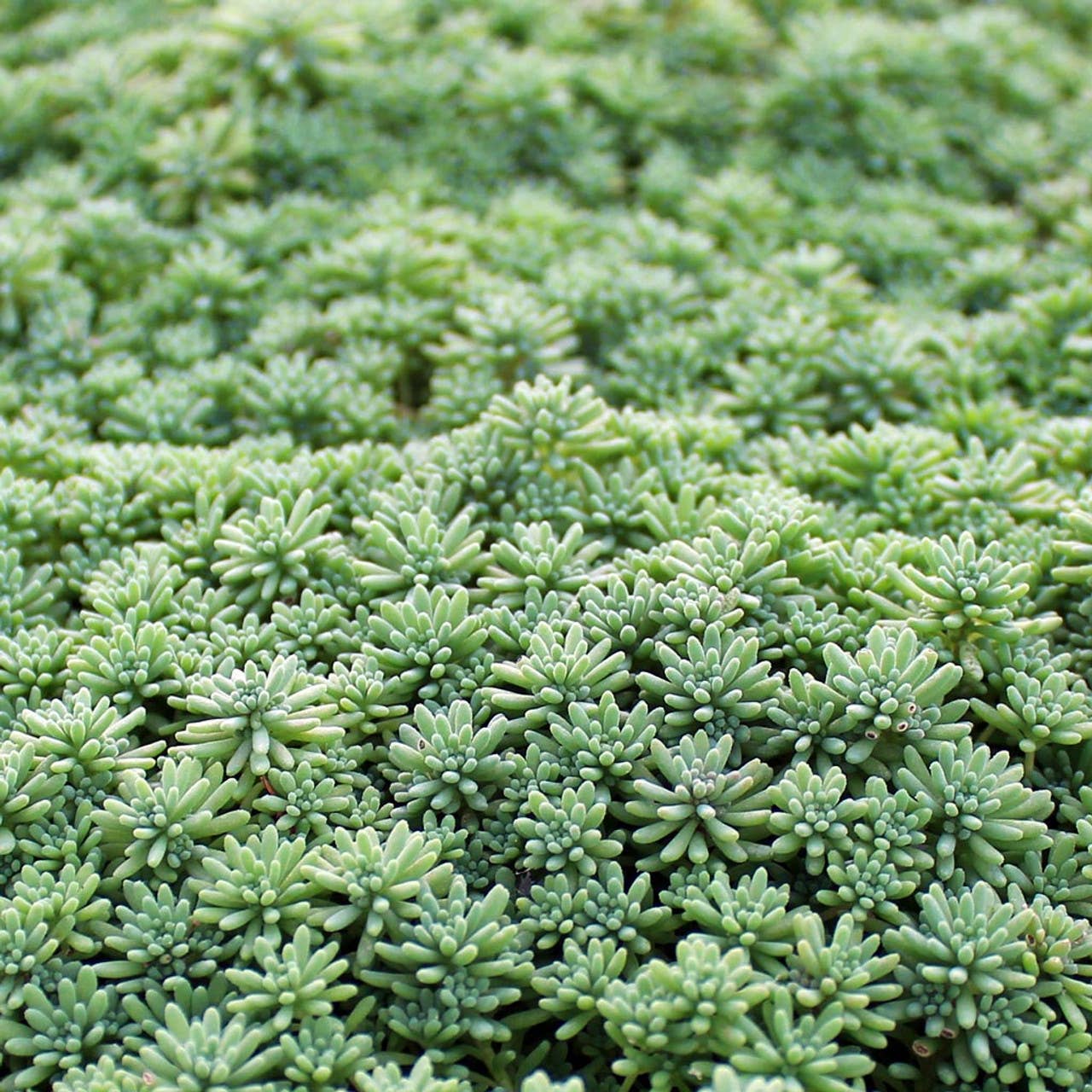 Sedum pallidum var. bithynicum - 2" Grower Pot