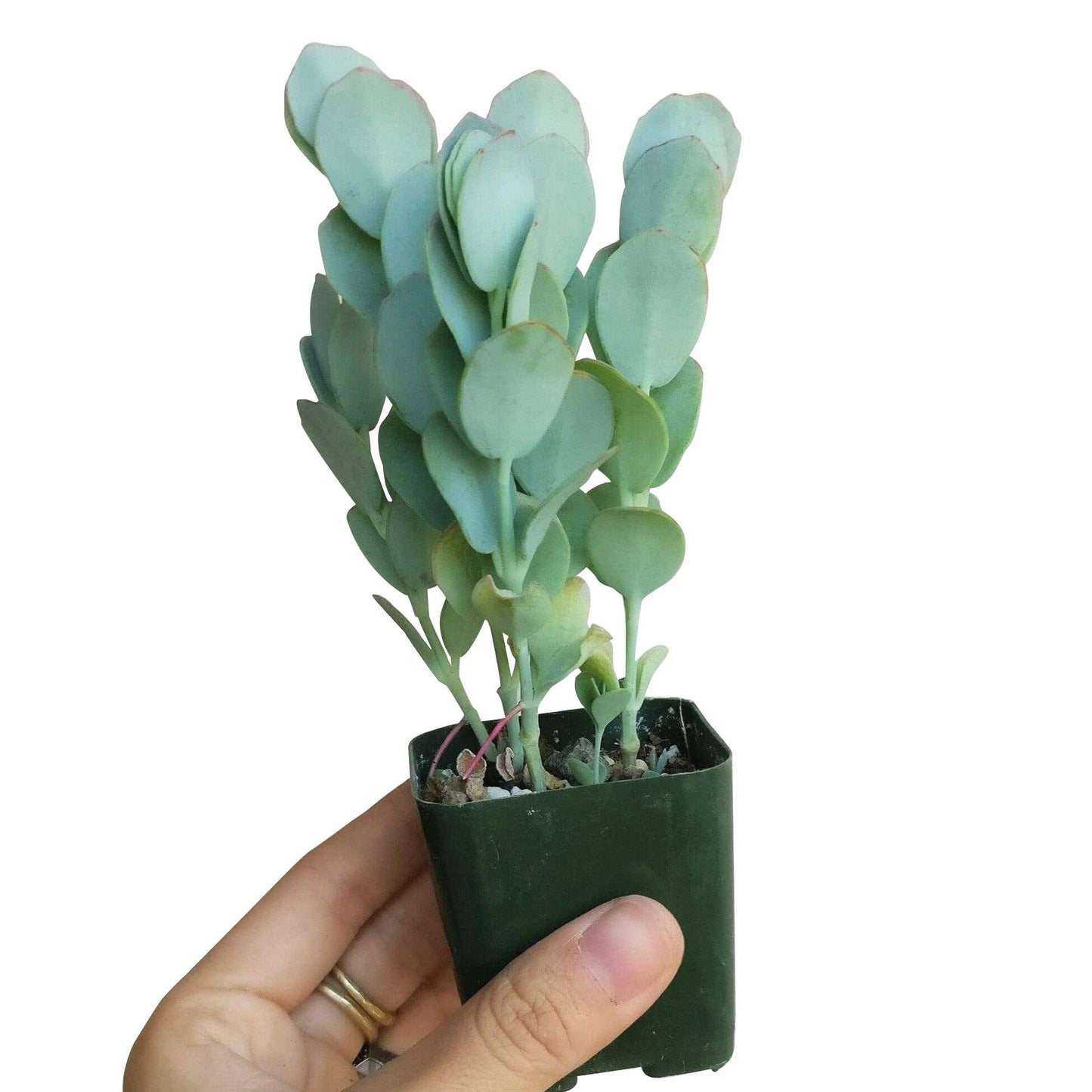 Kalanchoe Panamensis Kalanchoe Marnieriana 4in Succulent