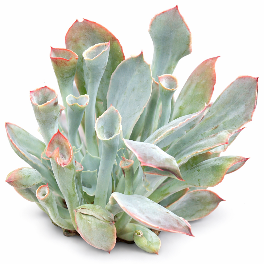 Echeveria 'Trumpet Pinky' 2inch Plastic Pot