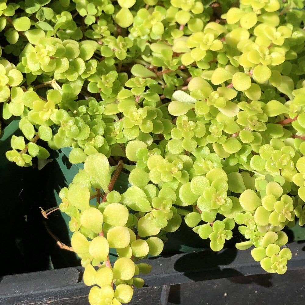 Sedum 'Ogon' 2" Grower Pot - Golden Japanese Stonecrop