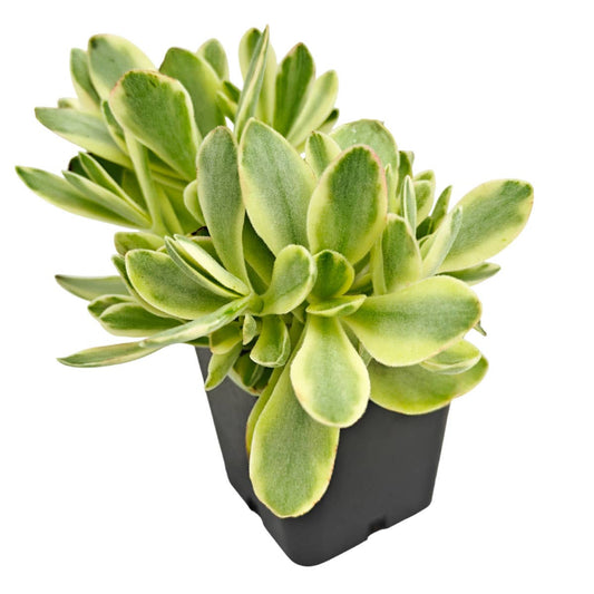 Crassula 'Variegated Money Maker' - 2" Grower Pot