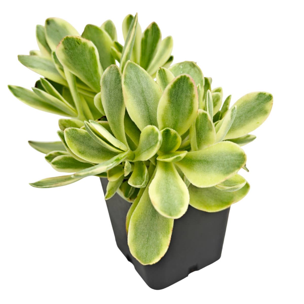 Crassula 'Variegated Money Maker'