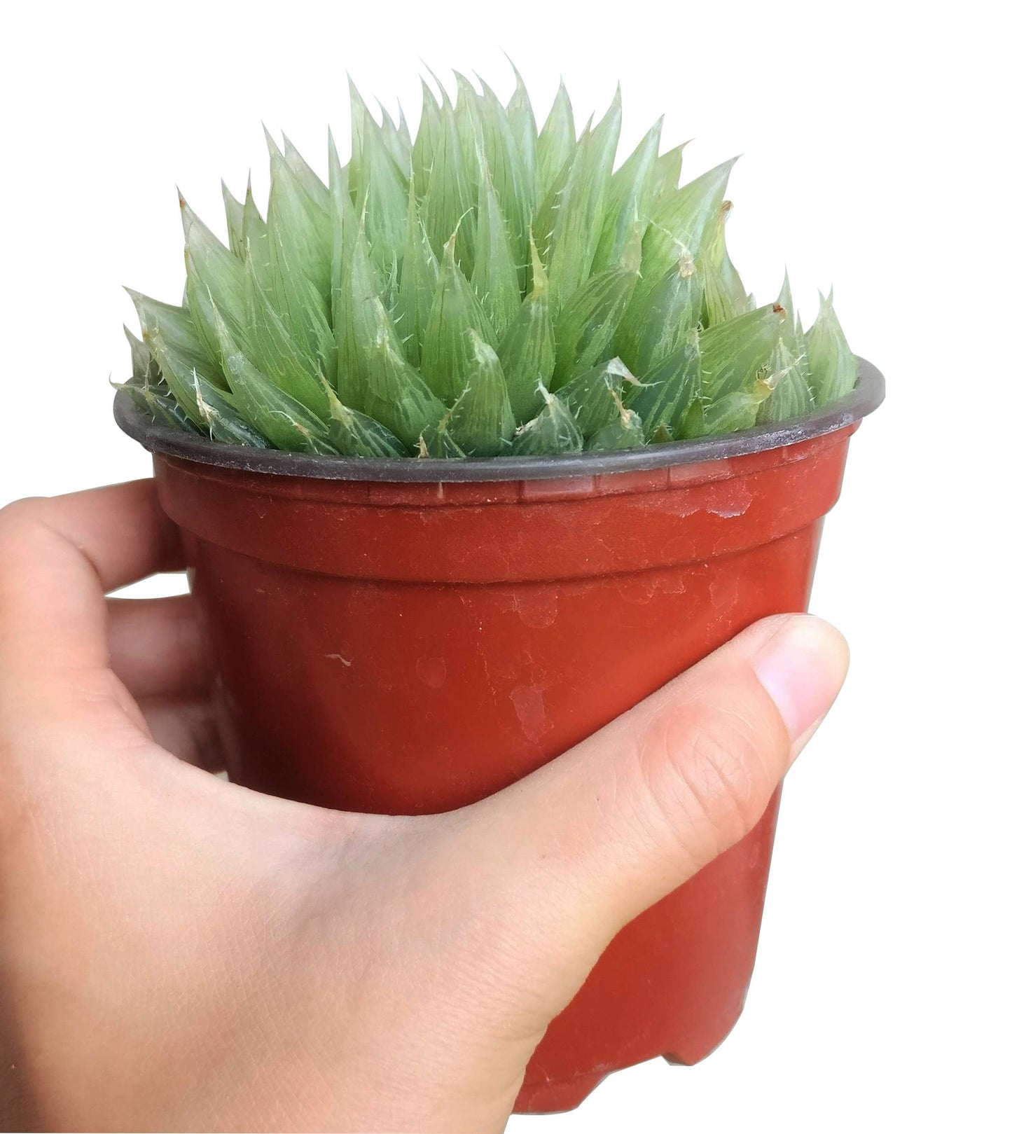 Haworthia Cooperi - Live Succulents Plant 2/3/4 inch Pot