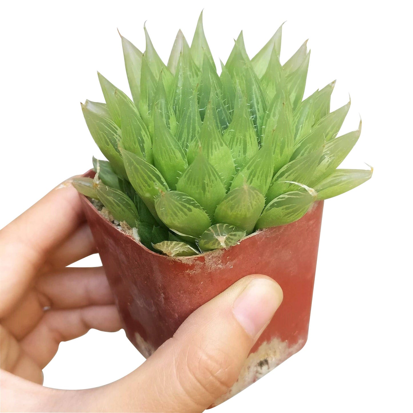 Haworthia Cooperi - Live Succulents Plant 2/3/4 inch Pot