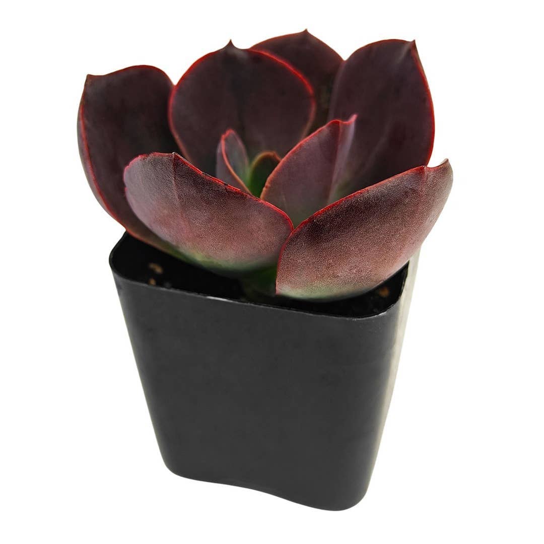 Echeveria Hanaikada 2" Chocolate Rosette Succulent Live