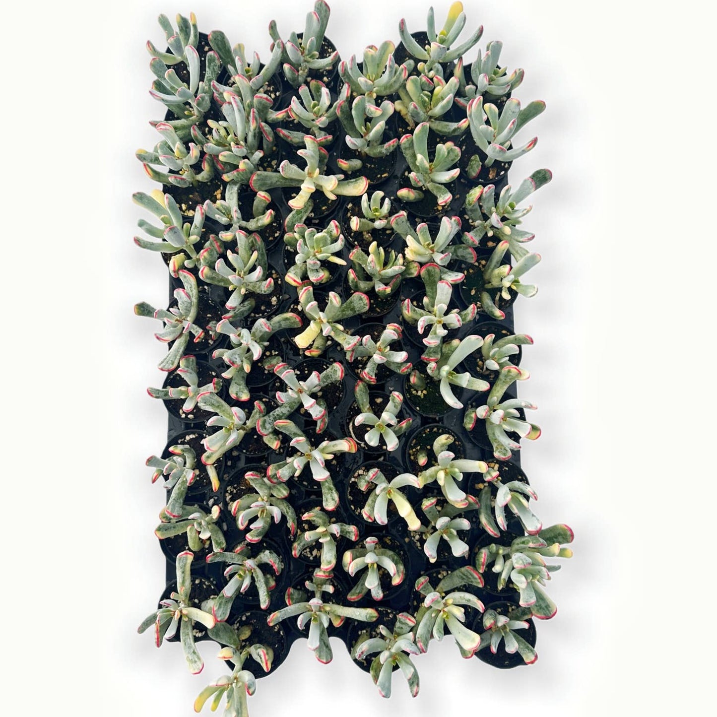 Cotyledon Orbiculata cv. Long Leaf Variegated Bulk 54pcs 2in