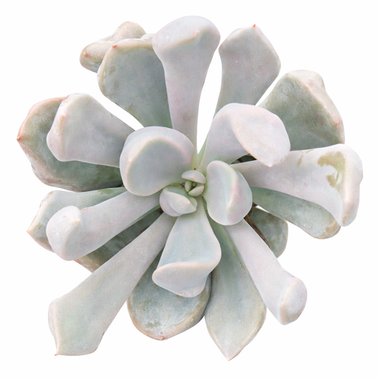 Echeveria 'Lilac Spoon'