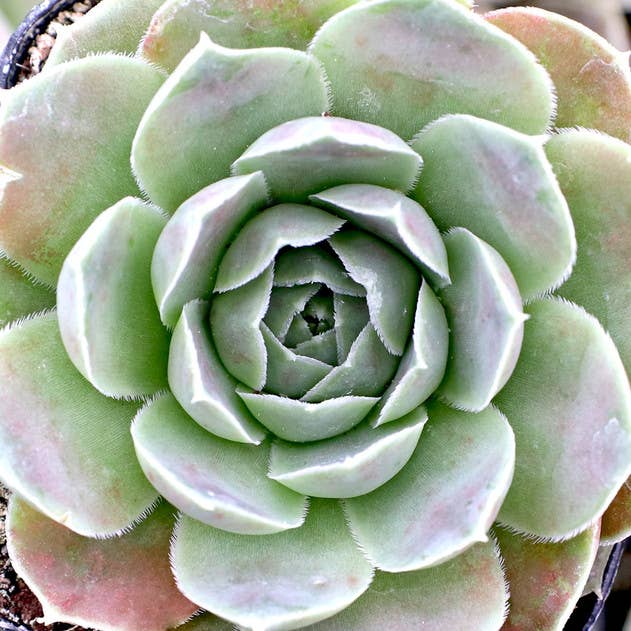 Sempervivum heuffelii 'Bermuda' - 2" Grower Pot