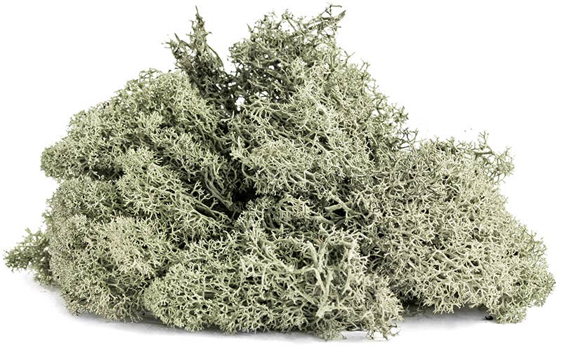 Reindeer Moss 10lb box