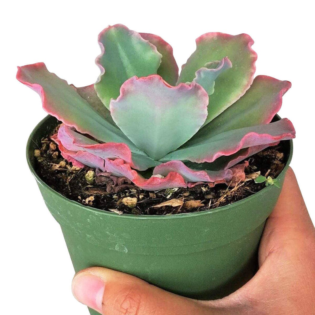 Echeveria Crinoline Ruffles - Gorgeous Live Succulents 4in