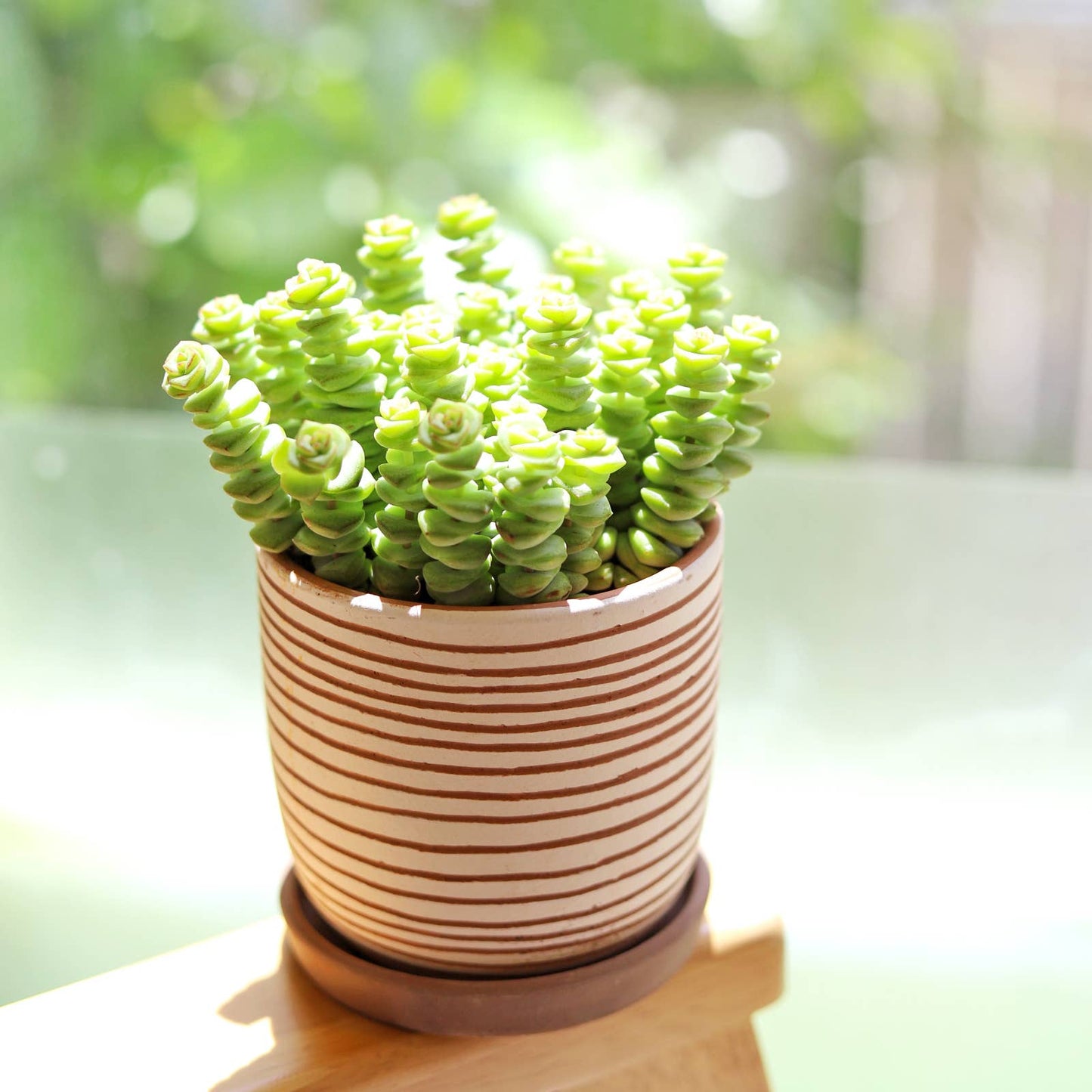 Crassula Baby Necklace - Live Succulents Plant 2/4 inch Pot: 2 inch / Plastic Pot