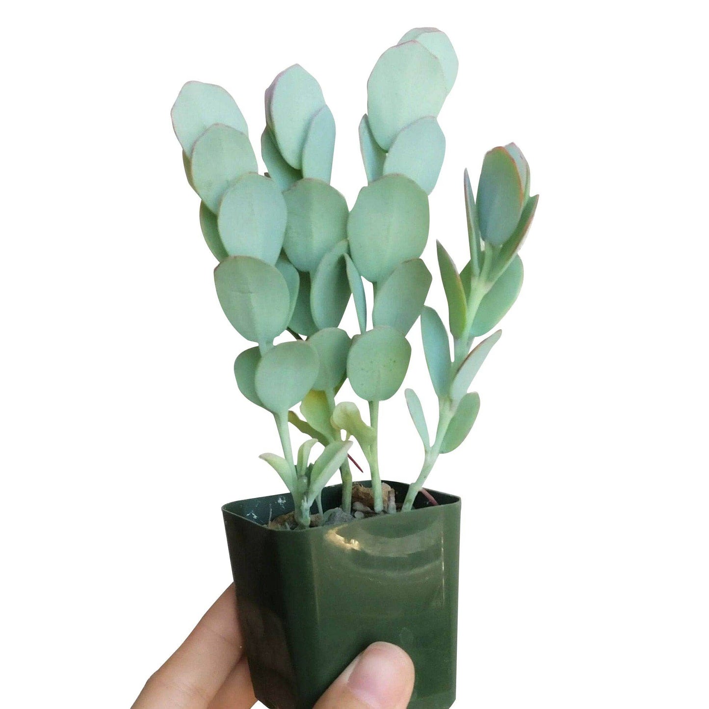 Kalanchoe Panamensis Kalanchoe Marnieriana 4in Succulent