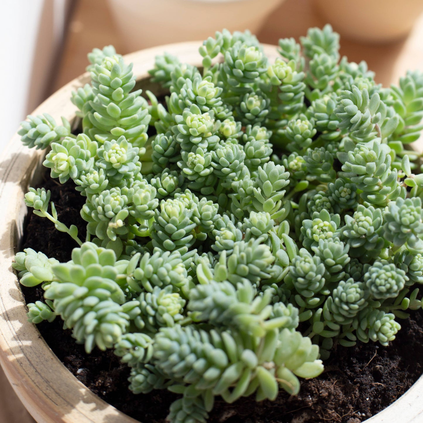 Sedum Major  - Live Succulents Plant 2/4 inch Grower Pot