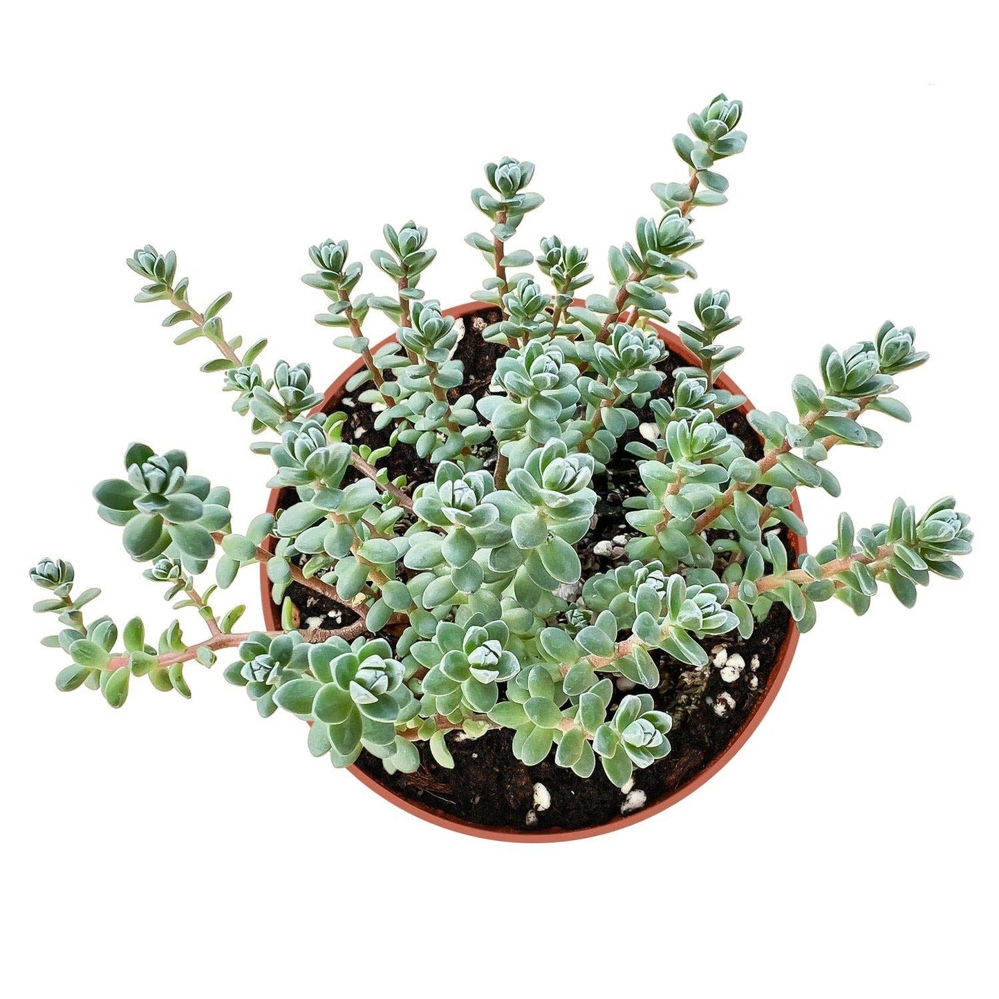 Oaxacan Stonecrop - Sedum oaxacanum | 2-inch Grower Pot
